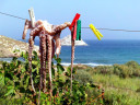 Filename=antissa2_jpg~0.JPG
Filesize=121KiB
Dimensions=800x600
Date added=Nov 17, 2024 antissa2_jpg~0.JPG