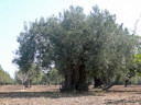 Filename=kampos7.jpg
Filesize=88KiB
Dimensions=604x453
Date added=Nov 10, 2024 kampos7.jpg